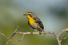 Grace's Warbler