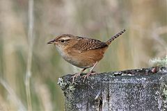 Grass Wren