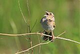 Grasshopper Sparrow