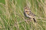 Grasshopper Sparrow