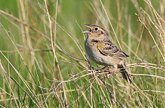 Grasshopper Sparrow