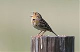 Grasshopper Sparrow