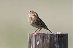 Grasshopper Sparrow