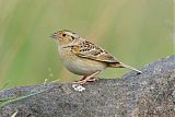 Grasshopper Sparrow