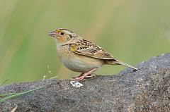 Grasshopper Sparrow