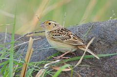 Grasshopper Sparrow