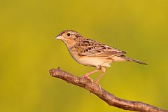 Grasshopper Sparrow