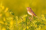 Grasshopper Sparrow