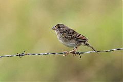 Grassland Sparrow