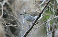 Gray Gerygone Gray Gerygone