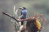 Gray-breasted Mountain-Toucanborder=