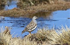 Gray-breasted Seedsnipe