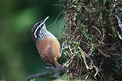 Gray-breasted Wood-Wren