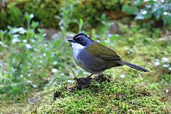 Gray-browed Brushfinch
