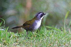 Gray-browed Brushfinch