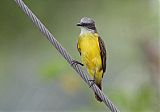 Gray-capped Flycatcher