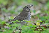 Gray-cheeked Thrush