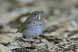 Gray-cheeked Thrush