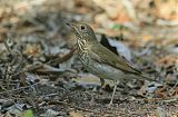 Gray-cheeked Thrush