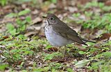 Gray-cheeked Thrush