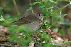 Gray-cheeked Thrush