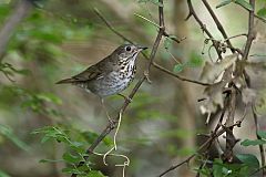 Gray-cheeked Thrush