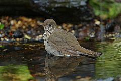 Gray-cheeked Thrush