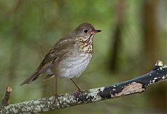 Gray-cheeked Thrush