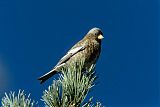 Gray-crowned Rosy-Finch