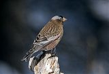 Gray-crowned Rosy-Finch