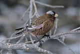 Gray-crowned Rosy-Finch