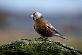 Gray-crowned Rosy-Finch