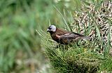 Gray-crowned Rosy-Finch