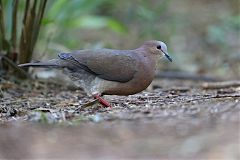 Gray-fronted Dove