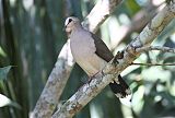 Gray-fronted Doveborder=