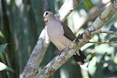 Gray-fronted Dove