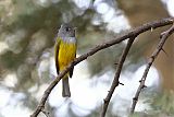 Gray-headed Canary-Flycatcherborder=