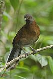 Gray-headed Chachalaca