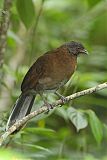 Gray-headed Chachalaca