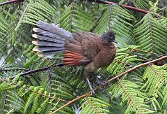 Gray-headed Chachalaca