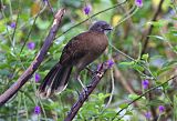 Gray-headed Chachalaca