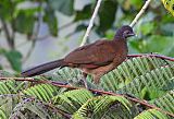 Gray-headed Chachalaca