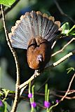 Gray-headed Chachalaca