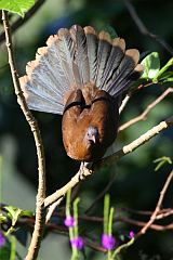 Gray-headed Chachalaca