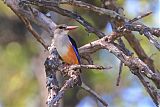 Gray-headed Kingfisherborder=