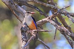 Gray-headed Kingfisher