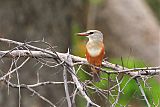 Gray-headed Kingfisherborder=