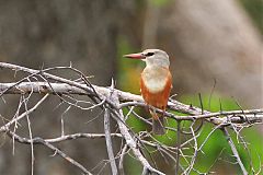 Gray-headed Kingfisher