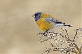 Gray-hooded Sierra-Finch