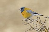 Gray-hooded Sierra-Finch